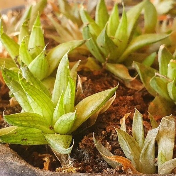 Haworthia marumiana Yaprak