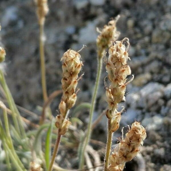 Plantago albicans Цвят