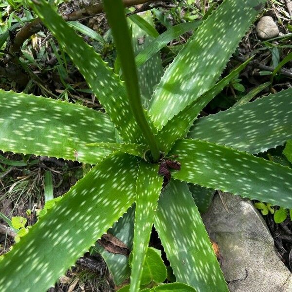 Aloe amudatensis Blad