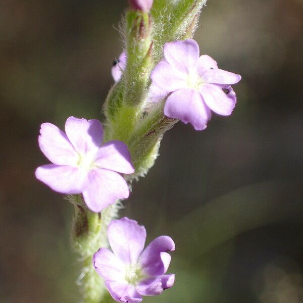 Buchnera hispida Kvet