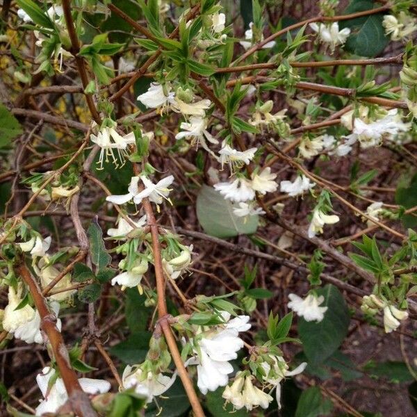 Lonicera fragrantissima Vekstform