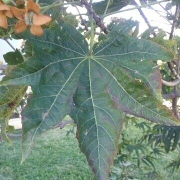 Dombeya acutangula ഇല