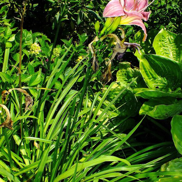 Hemerocallis fulva Habit