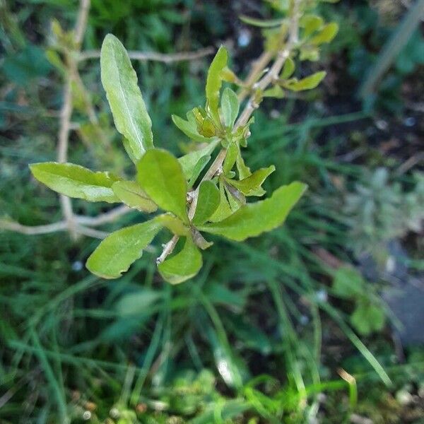 Lycium barbarum Folha