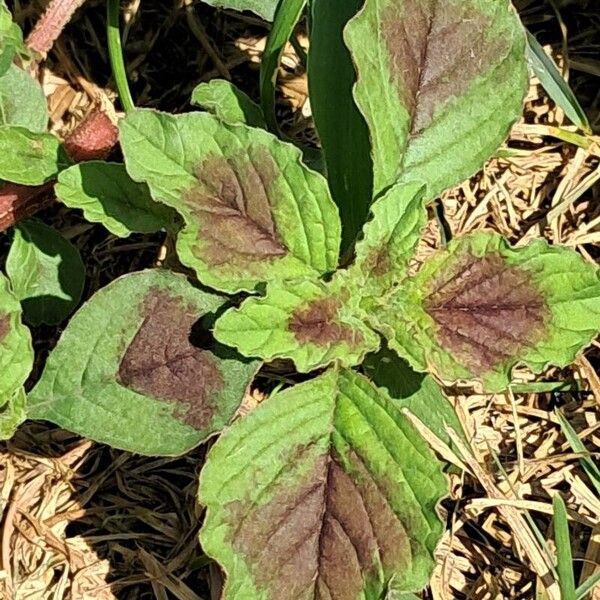 Amaranthus tricolor Лист