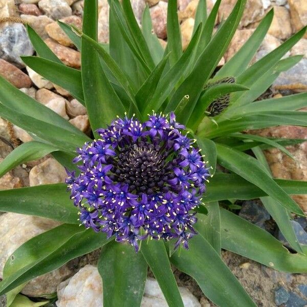 Scilla peruviana 花