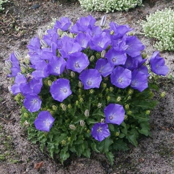 Campanula carpatica 花