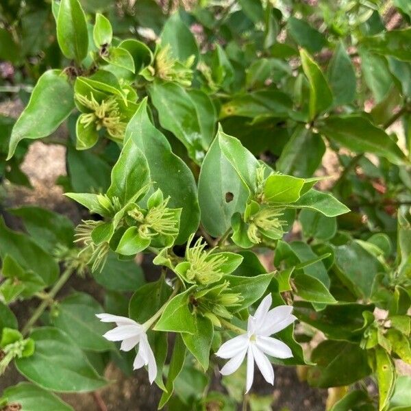 Jasminum multiflorum पत्ता