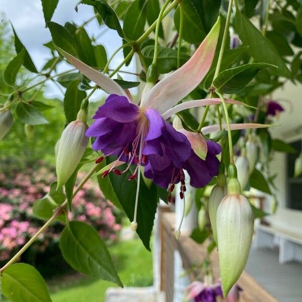 Fuchsia × standishii Flower