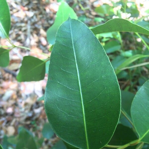 Eucalyptus robusta Fulla