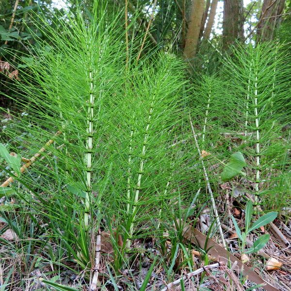 Equisetum arvense Habit