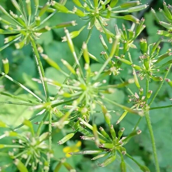 Chaerophyllum temulum 果