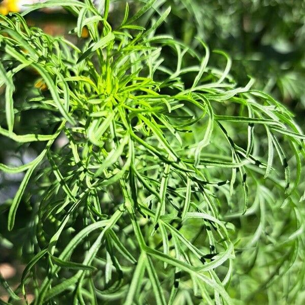 Cosmos caudatus Feuille