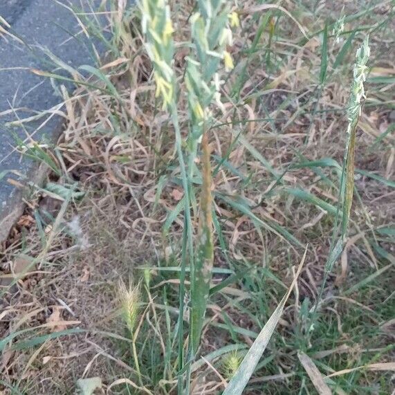 Elymus repens موطن