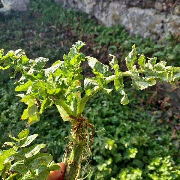 Helosciadium nodiflorum Ліст