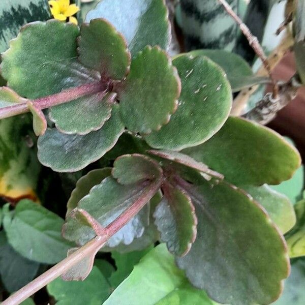 Kalanchoe crenata List