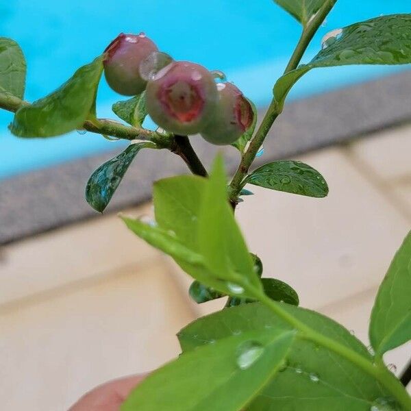 Vaccinium corymbosum Fruit