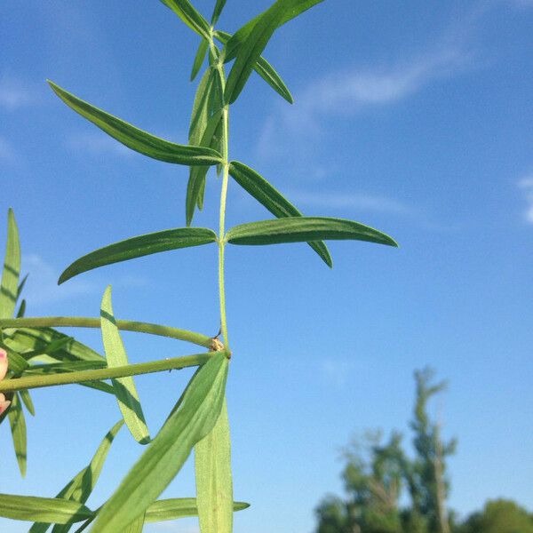 Pycnanthemum verticillatum Blad