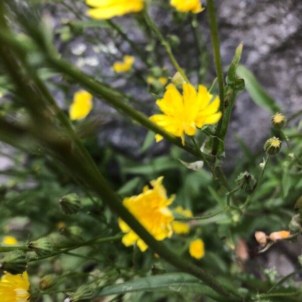 Crepis capillaris Virág