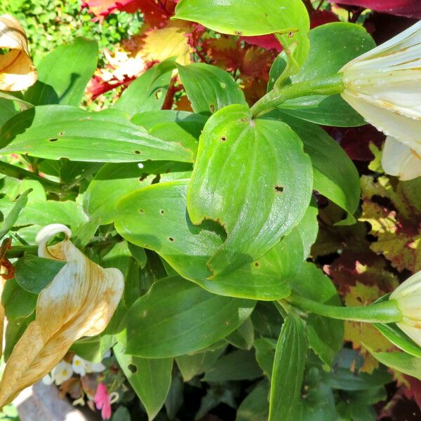 Lilium candidum Fuelha