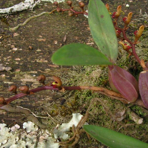 Bulbophyllum falcatum Характер