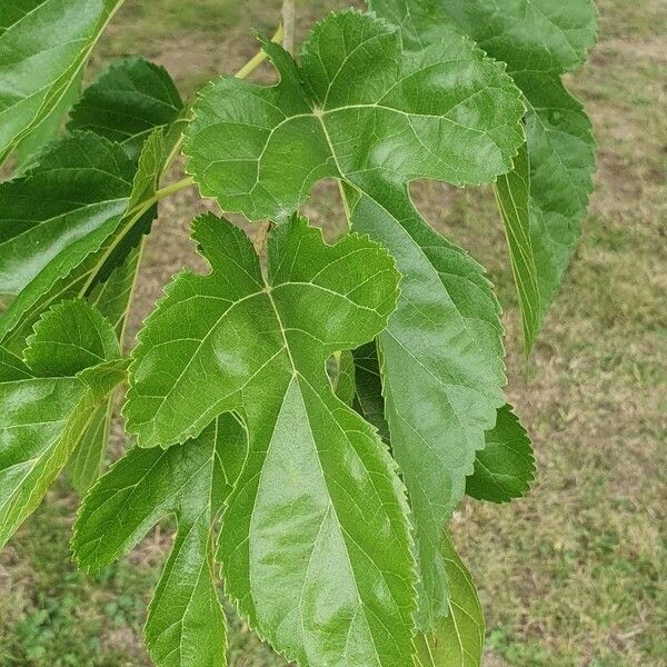 Morus nigra पत्ता