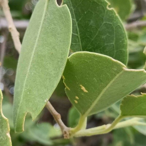Maerua schinzii Leaf