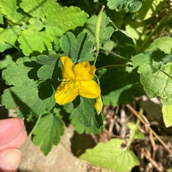 Chelidonium majus Кветка