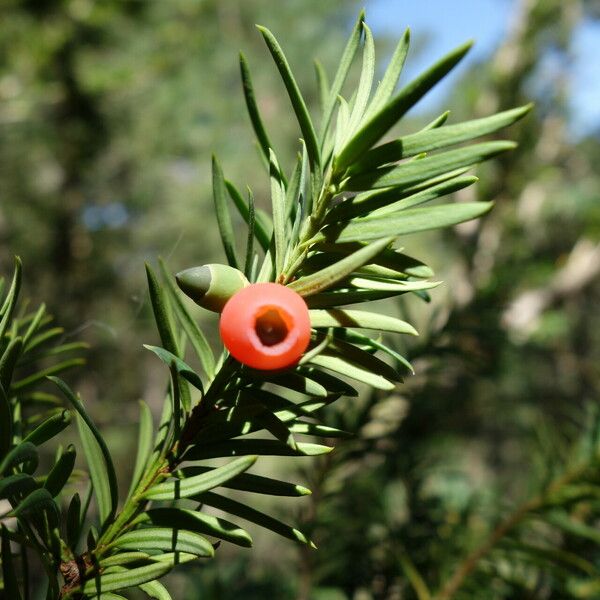 Taxus baccata Плод