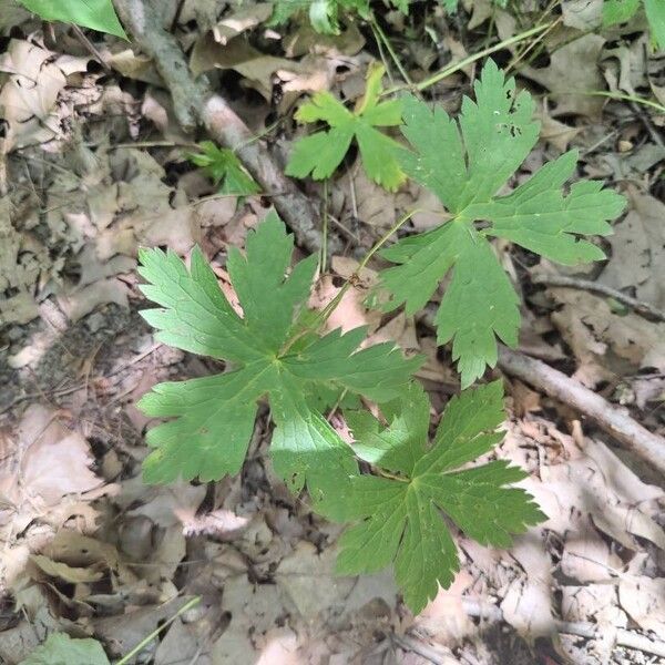 Geranium maculatum Fuelha