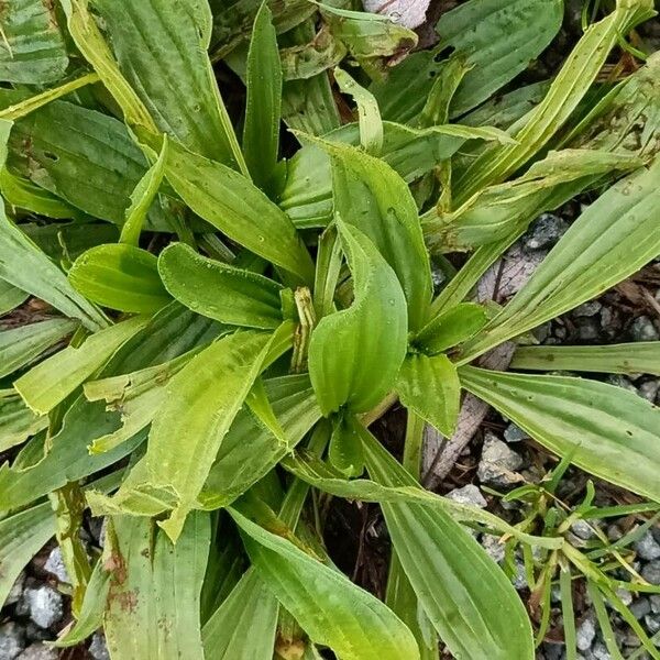 Plantago argentea Blad