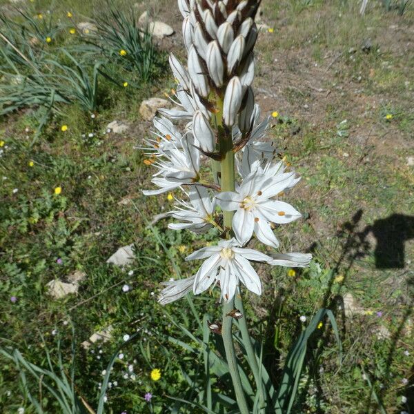 Asphodelus macrocarpus Květ