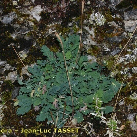 Papaver rupifragum Habit