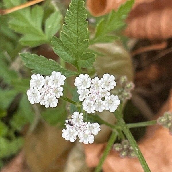 Torilis japonica Flors