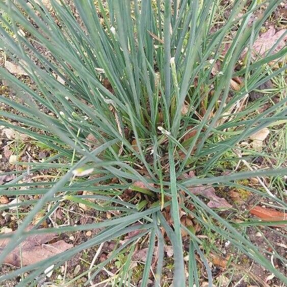 Allium flavum Hoja