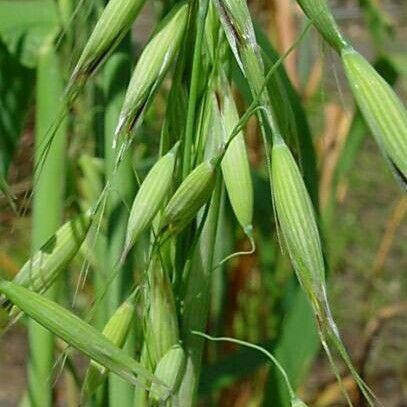 Avena fatua Flor