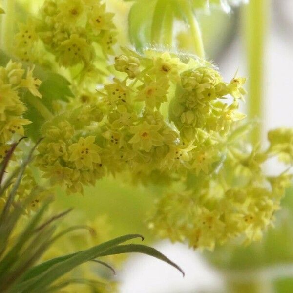 Alchemilla mollis Virág