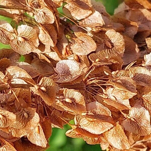 Rumex patientia 果実