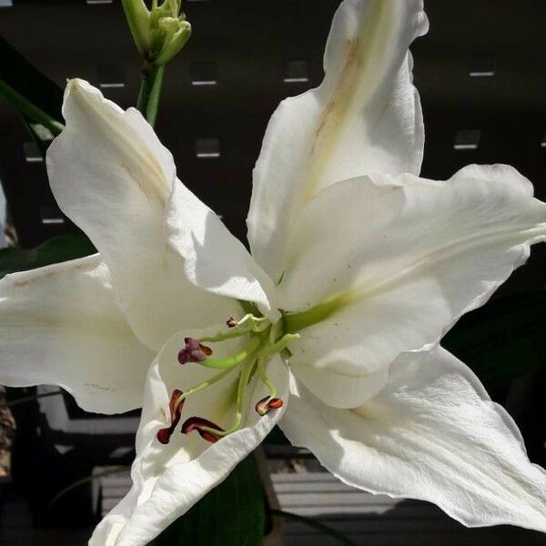 Lilium candidum Blüte