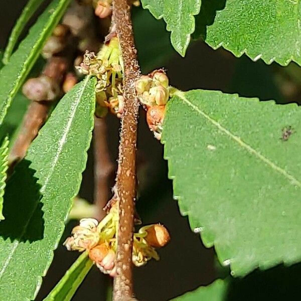 Ulmus parvifolia Õis