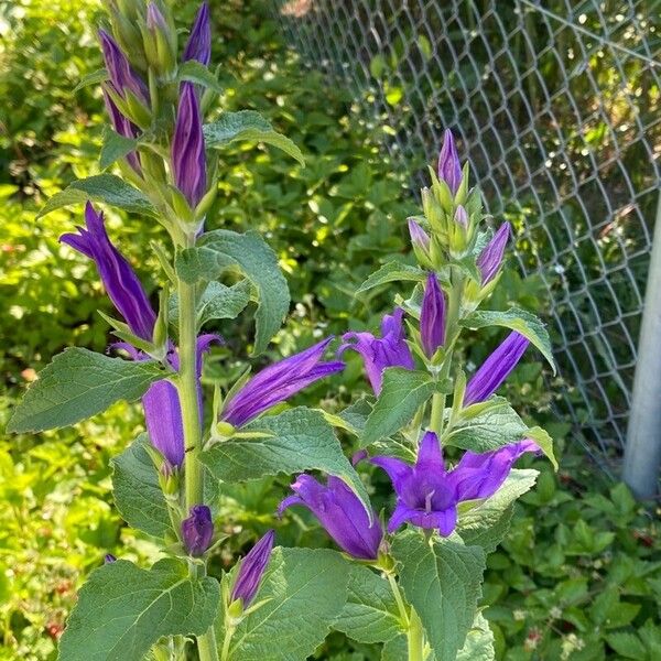 Campanula latifolia Flower