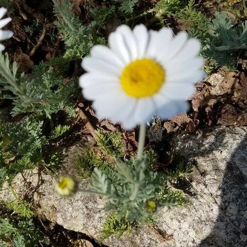 Anthemis tomentosa Flor