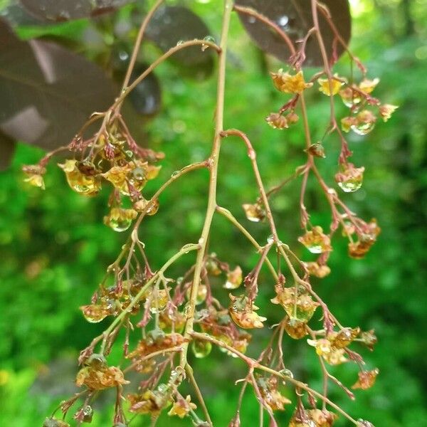 Holodiscus discolor Leaf