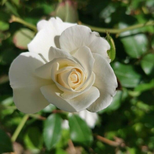 Rosa sempervirens Flower