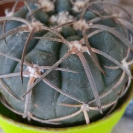 Gymnocalycium spegazzinii Yaprak