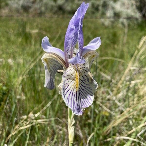 Iris missouriensis Flower