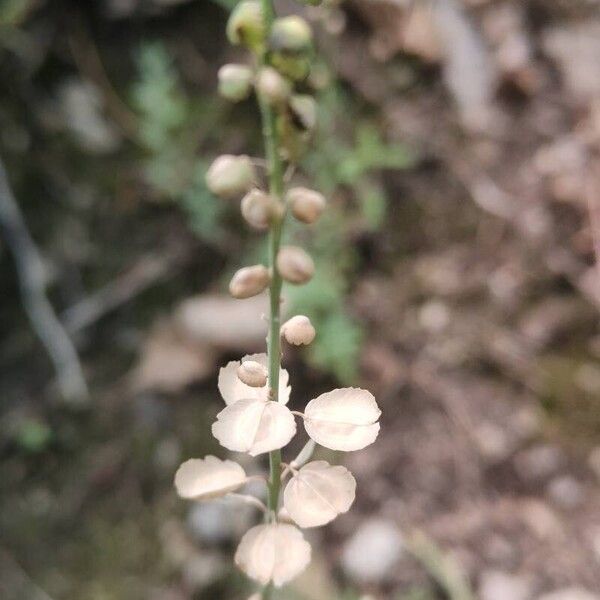 Aethionema saxatile Fruit