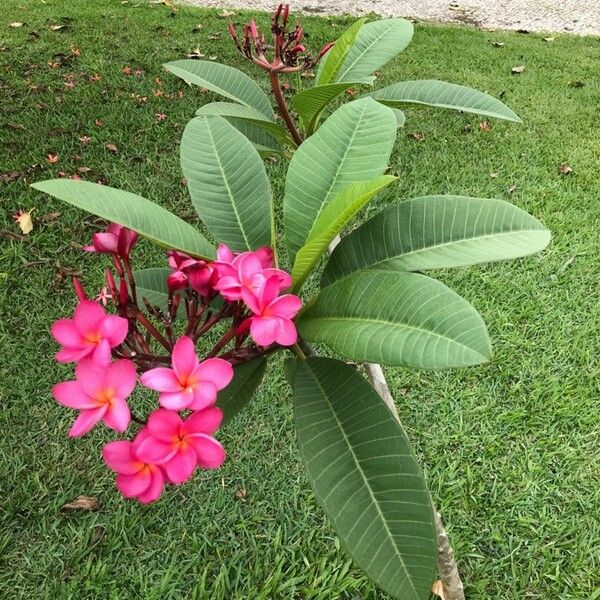 Plumeria rubra Leht