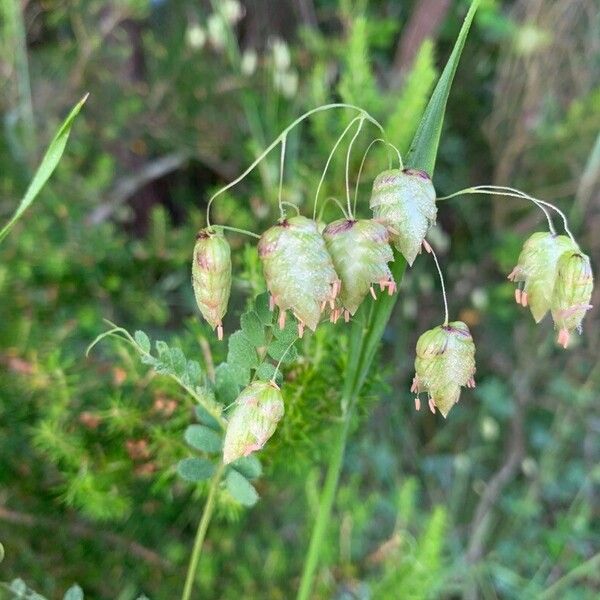 Briza maxima Blüte