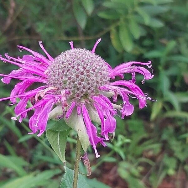 Monarda fistulosa Flower